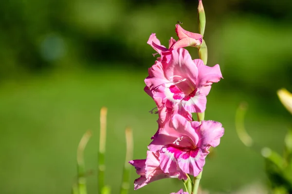 Close Many Delicate Vivid Pink Gladiolus Flowers Full Bloom Garden — Stock Photo, Image