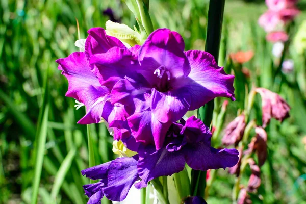 여름날 정원에서 우아하고 자주색 글라디올러스 꽃들의 — 스톡 사진