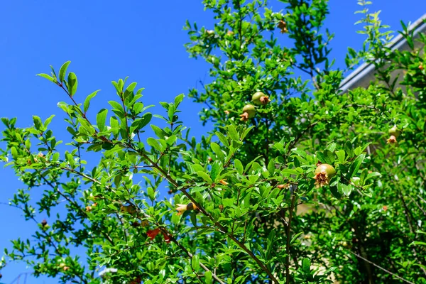 Many Small Raw Pomegranate Fruits Green Leaves Large Tree Direct — Stock Photo, Image