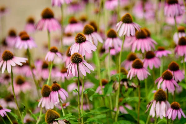 鮮やかなピンクの繊細なエキナセアの花で柔らかい焦点で晴れた夏の日に庭 — ストック写真