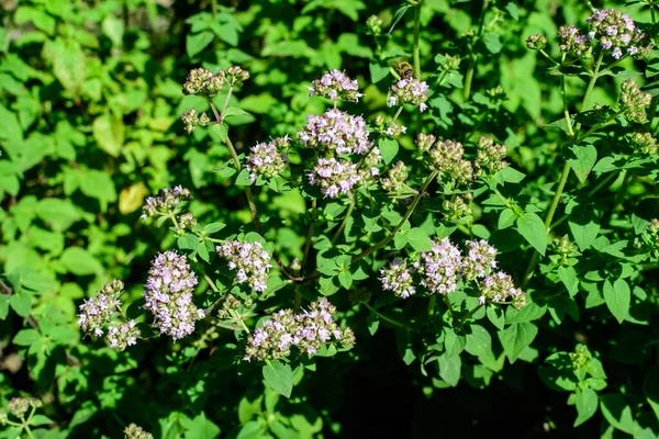Багато Свіжих Зелених Листків Фіолетових Квітів Thymus Serpyllum Відомих Breckland — стокове фото