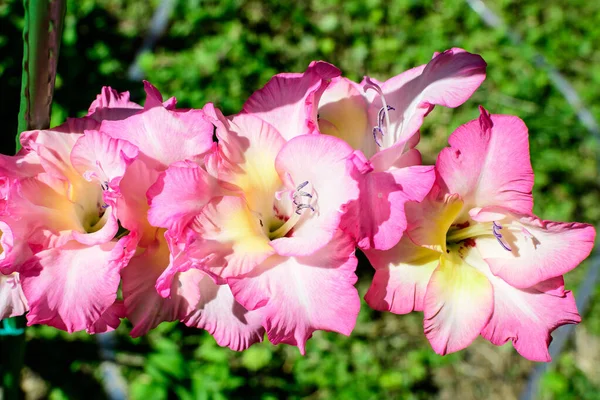 晴れた夏の日に庭で満開の多くの繊細な鮮やかなピンクグラジオラスの花の終わり — ストック写真