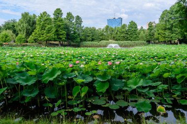 Bükreş, Romanya 'daki Circus Park' ta (Parcul Circului) yumuşak bir odak noktasıyla çekilmiş güzel bir açık hava çiçek arkaplanı, yaz bahçesinde tamamen çiçek açmış ve yeşil yapraklı nilüfer çiçekleri (Nymphaeaceae).