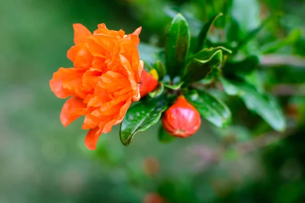 Close Beautiful Small Vivid Orange Red Pomegranate Flower Full Bloom — Stock Photo, Image