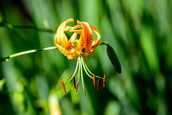 Vivid Daylily Laranja Lilium Lily Planta Jardim Estilo Cottage Britânico — Fotografia de Stock