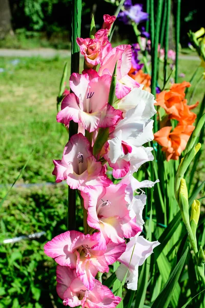 Close Muitas Delicadas Flores Gladiolus Rosa Vívidas Plena Floração Jardim — Fotografia de Stock