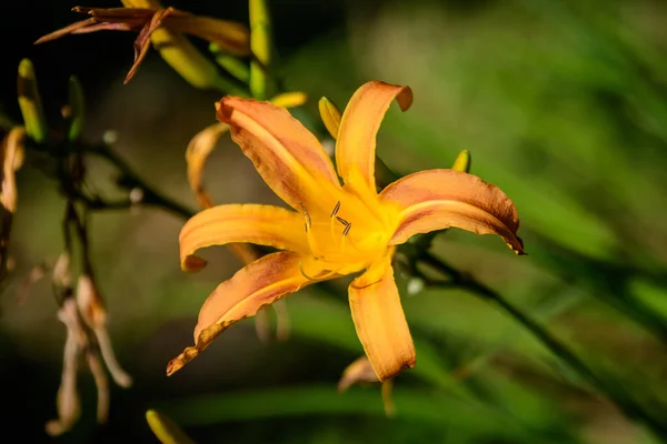 Canlı Turuncu Günlük Zambak Lilium Lily Güneşli Bir Yaz Gününde — Stok fotoğraf