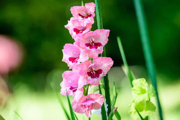 Närbild Nga Delikata Levande Rosa Gladiolus Blommor Full Blom Trã — Stockfoto