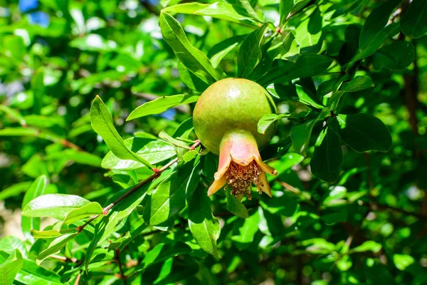 One small raw pomegranate fruit and green leaves in a large tree in direct sunlight in an orchard garden in a sunny summer day, beautiful outdoor floral background photographed with selective focus — Stock Image One Small Raw Pomegranate Fruit Green Leaves Large Tree Direct Stock Image