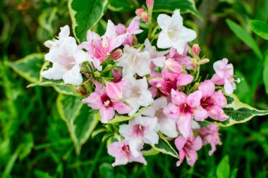 Canlı pembe ve beyaz Weigela Florida bitkisine yakın güneşli bir bahar gününde bahçesinde çiçeklerle dolu, güzel bir açık hava çiçekli arka planda yumuşak bir odak ile fotoğraflanmış.