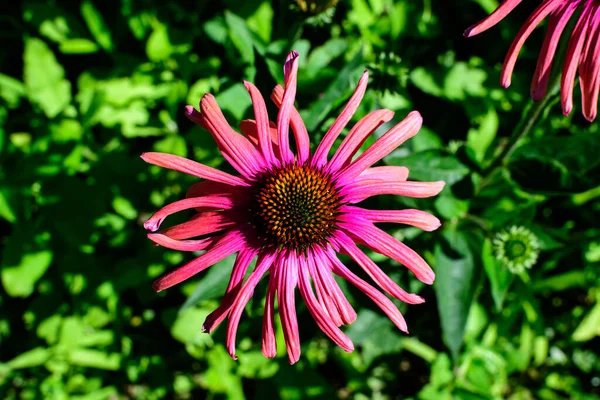 Eine Zarte Rosa Echinacea Blüte Sanften Fokus Einem Bio Kräutergarten — Stockfoto