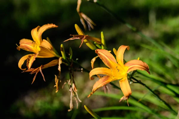 Vivid Daylily Laranja Lilium Lily Planta Jardim Estilo Cottage Britânico — Fotografia de Stock