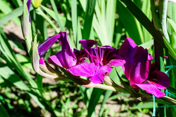 Close Muitas Delicadas Flores Gladiolus Roxas Vívidas Plena Floração Jardim — Fotografia de Stock