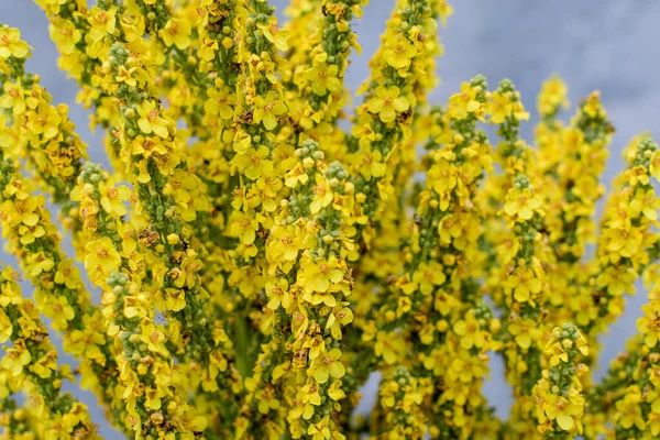 日当たりの良い夏の庭で 一般的に高密度の花ムレインとして知られているVerbascum Densiflorum植物の鮮やかな黄色の花 柔らかい焦点で撮影された美しい屋外の花の背景 — ストック写真