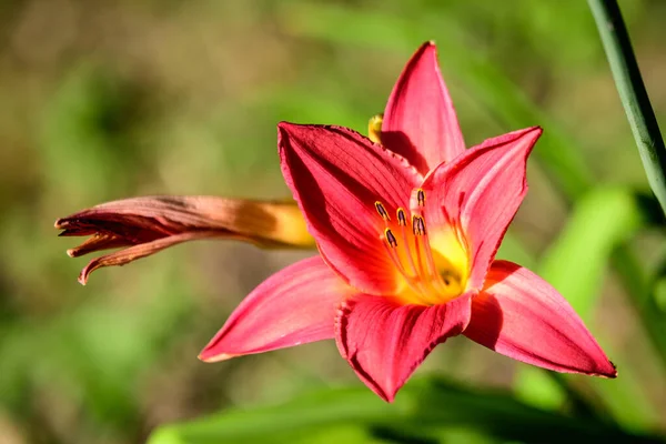 Lírio Dia Vermelho Escuro Delicado Flor Lírio Plena Floração Uma — Fotografia de Stock