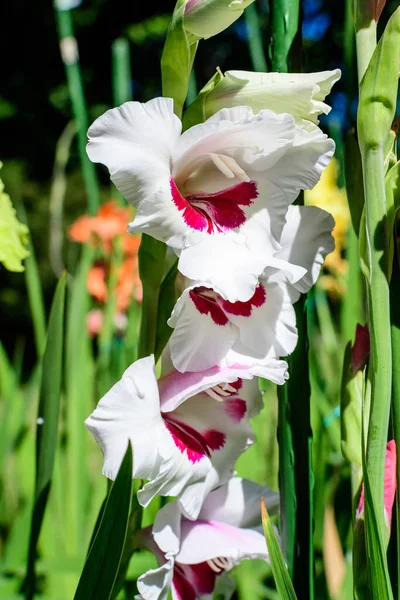 Zblízka Mnoho Jemných Růžové Bílé Gladiolus Květy Plném Květu Zelené — Stock fotografie