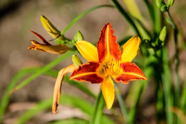 Vivid Amarelo Vermelho Daylily Lilium Lily Planta Jardim Estilo Cottage — Fotografia de Stock