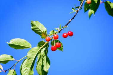 Olgun, taze kırmızı kirazlar ve yeşil yapraklar, güneşli bir yaz gününde bahçedeki bir ağaç bahçesinde, güzel bir açık hava arka planında, yumuşak bir odak ile çekilmiş.