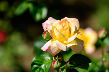 Bir yaz bahçesinde çiçek açmış, büyük ve narin bir sarı gülü yakın çekim, doğrudan güneş ışığı, arka planda bulanık yeşil yapraklar