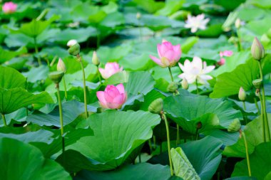 Narin pembe ve beyaz nilüfer çiçekleri (Nymphaeaceae) yaz bahçesinde bir su yüzeyinde tam çiçek ve yeşil yapraklar içinde, açık hava çiçekli arka planda yumuşak odak ile fotoğraflanmıştır.