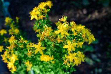 Hypericum Performans bitkisinin pek çok narin sarı çiçeği.