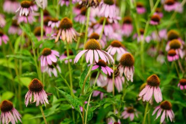 Canlı pembe, narin, narin ekinezya çiçekleri güneşli bir yaz gününde bir bahçede yumuşak odak noktasında.