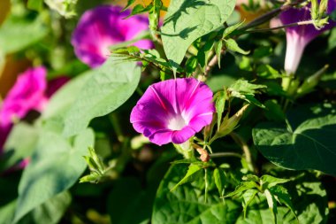 Ipomoea purpurea 'nın pek çok narin açık mavi çiçeği, genellikle güneşli bir yaz gününde bir bahçede sıradan bir sabah zaferi olarak bilinir, güzel bir açık hava çiçekli arka plan