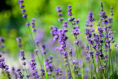 İngiltere, İskoçya 'da güneşli bir yaz gününde birçok küçük mavi lavanta çiçeği seçici bir odak noktası, güzel bir açık hava çiçek arka planıyla