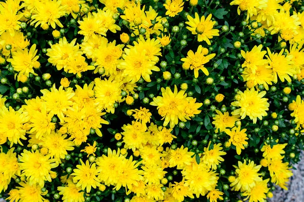 Közelkép Sok Élénk Sárga Krizantém Morifólium Virágok Kertben Egy Napsütéses — Stock Fotó