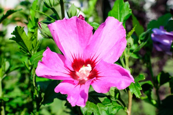 Rosa Delicato Fiore Cornus Kousa Albero Comunemente Noto Come Ousa — Foto Stock