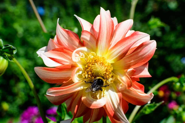 Nahaufnahme Einer Schönen Großen Leuchtend Orangen Und Weißen Dahlienblüte Voller — Stockfoto