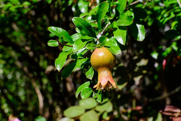Jeden Mały Surowy Owoc Granatu Zielone Liście Dużym Drzewie Bezpośrednim — Zdjęcie stockowe