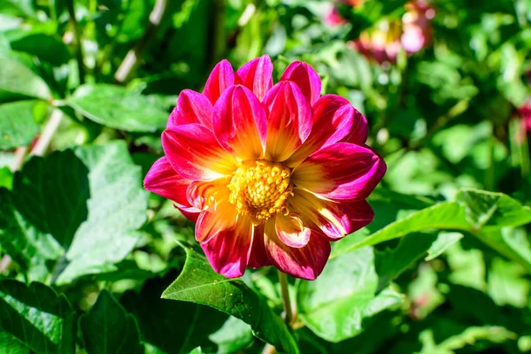 Blisko Jeden Piękny Mały Żywy Różowy Czerwony Kwiat Dahlii Pełnym — Zdjęcie stockowe