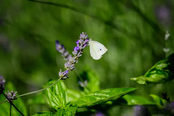 스코틀랜드의 여름날에 라벤더 마리가 선택적 과아름다운 배경을 가지고 — 스톡 사진