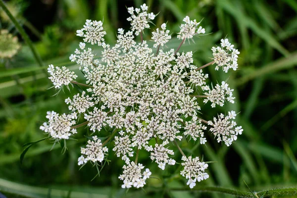 Πολλά Λεπτά Λευκά Άνθη Του Anthriscus Sylvestris Άγριο Πολυετές Φυτό — Φωτογραφία Αρχείου