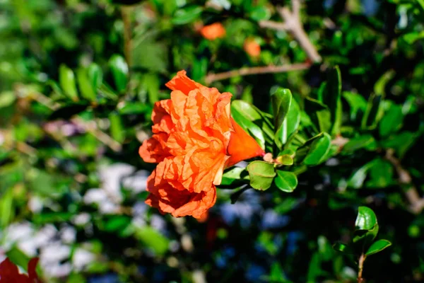 Крупный План Одного Красивого Маленького Яркого Оранжевого Красного Граната Цветок — стоковое фото
