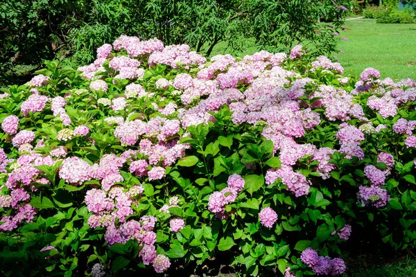 Grand Arbuste Rose Magenta Vif Hortensia Macrophylla Hortensia Pleine Floraison — Photo