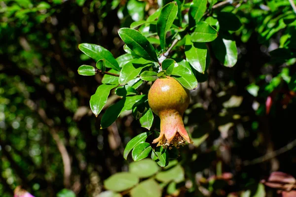 One small raw pomegranate fruit and green leaves in a large tree in direct sunlight in an orchard garden in a sunny summer day, beautiful outdoor floral background photographed with selective focus — Stock Image One Small Raw Pomegranate Fruit Green Leaves Large Tree Direct Royalty Free Stock Images