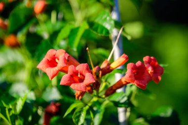 Pek çok canlı turuncu kırmızı çiçek ve Kampüs radyan bitkisinin yeşil yaprakları, sıklıkla trompet sarmaşığı ya da sarmaşık, inek kaşıntısı ya da sinekkuşu sarmaşığı olarak bilinir, güneşli bir yaz gününde, bir bahçede.