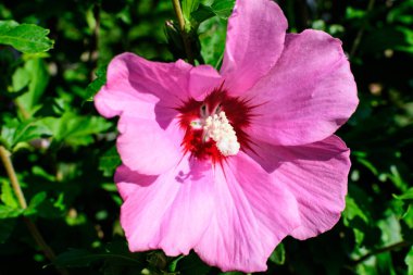 Cornus kousa ağacının pembe narin çiçeği, genel olarak ousa, kousa, Çin, Kore ve Japon odun ağacı olarak bilinir, ve güneşli bir bahar gününde bahçedeki yeşil yapraklar, güzel bir açık hava çiçek arkaplanı.