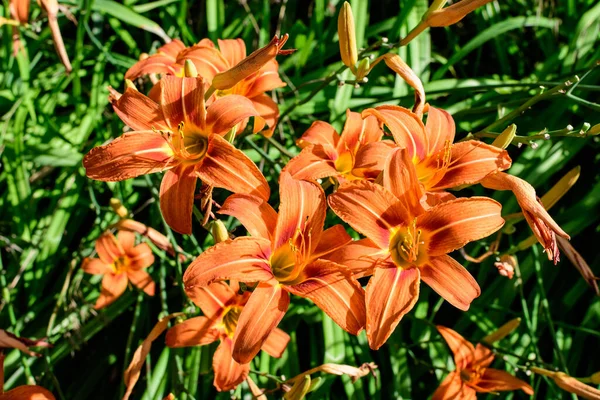 Muchas Flores Anaranjadas Vivas Pequeñas Lilium Planta Lily Jardín Británico —  Fotos de Stock