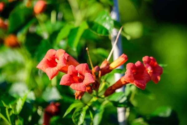 Många Levande Orange Röda Blommor Och Gröna Blad Campsis Radicans — Stockfoto