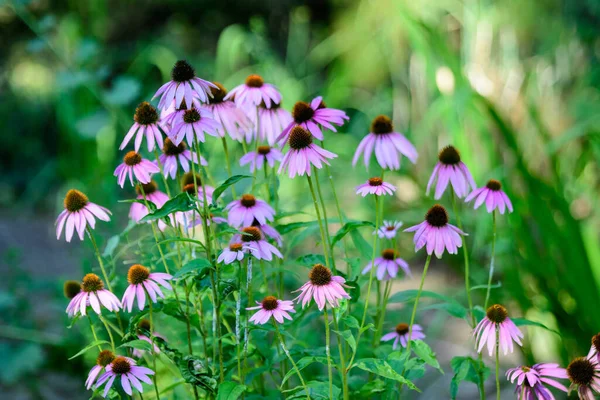 Zarte Rosa Echinacea Blüten Sanftem Fokus Einem Garten Einem Sonnigen — Stockfoto