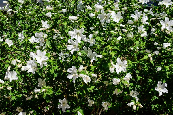朝鮮バラとして一般的に知られているハイビスカスのシラクス植物の多くの白い花は 晴れた夏の日に庭で シャロン シリアケトミア 低木アルテアまたはバラムールのバラを咲かせました — ストック写真