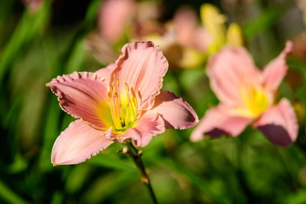 Яркий Розовый Hemerocallis Daylily Лилиум Лили Растение Британском Саду Коттеджного — стоковое фото