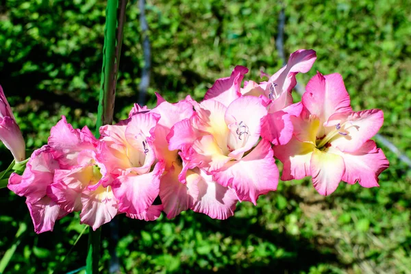 晴れた夏の日に庭で満開の多くの繊細な鮮やかなピンクグラジオラスの花の終わり — ストック写真