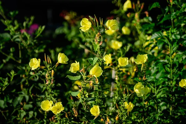 Πολλά Ζωηρά Κίτρινα Λουλούδια Και Πράσινα Φύλλα Του Φυτού Των — Φωτογραφία Αρχείου
