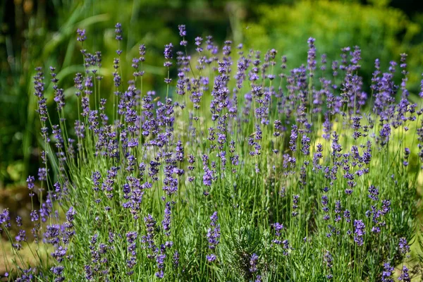 Muitas Pequenas Flores Lavanda Azul Dia Ensolarado Verão Escócia Reino — Fotografia de Stock