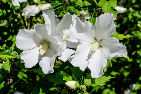 Una Flor Blanca Hibisco Syriacus Planta Comúnmente Conocida Como Rosa —  Fotos de Stock