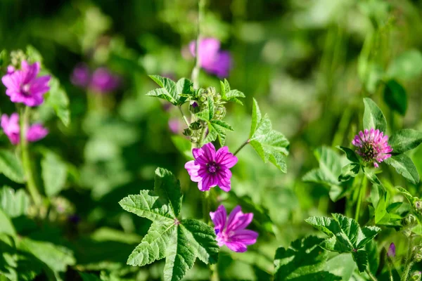 Множество Нежных Розовых Цветков Магенты Растения Althaea Officinalis Широко Известного — стоковое фото